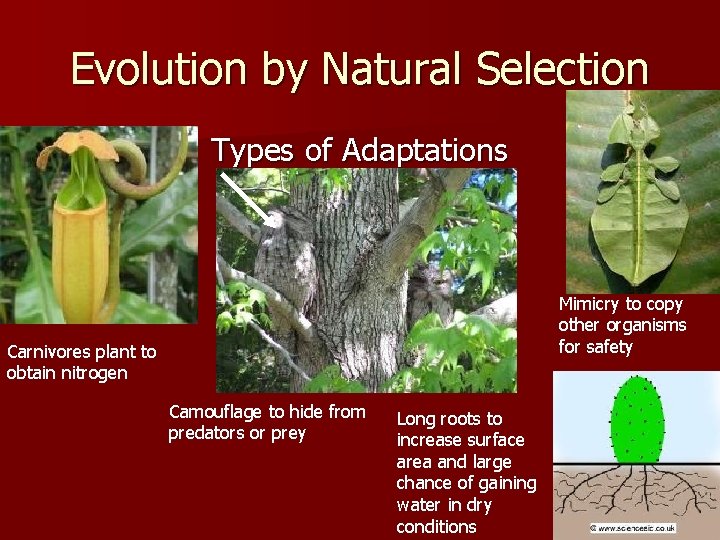 Evolution by Natural Selection Types of Adaptations Mimicry to copy other organisms for safety