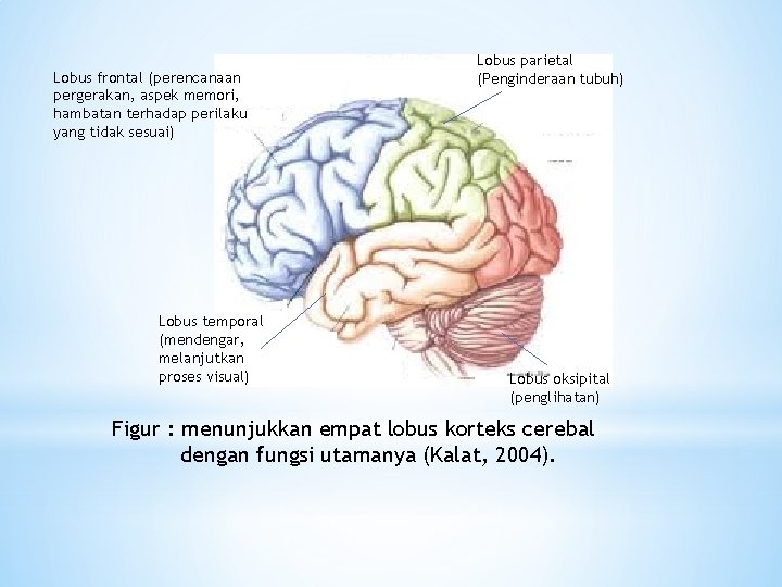 Lobus frontal (perencanaan pergerakan, aspek memori, hambatan terhadap perilaku yang tidak sesuai) Lobus temporal