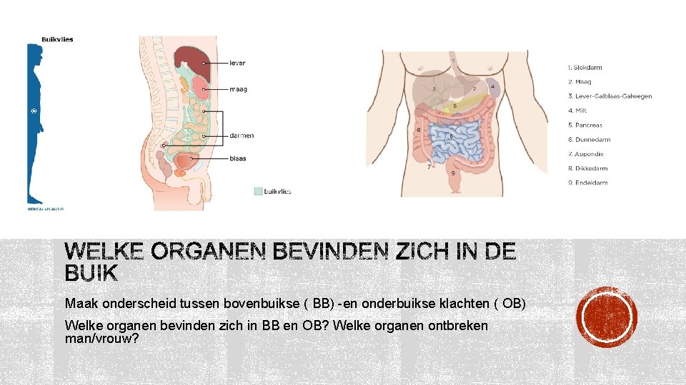 Maak onderscheid tussen bovenbuikse ( BB) -en onderbuikse klachten ( OB) Welke organen bevinden