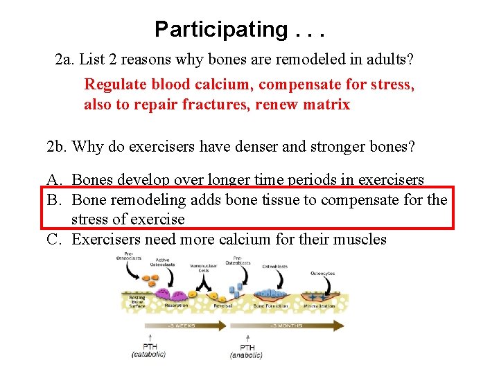 Participating. . . 2 a. List 2 reasons why bones are remodeled in adults?