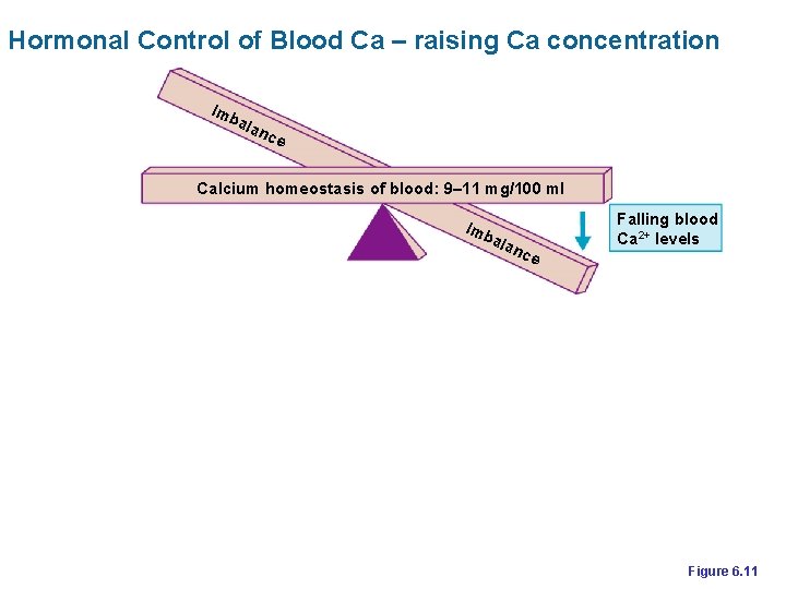 Hormonal Control of Blood Ca – raising Ca concentration Imb ala n ce Calcium
