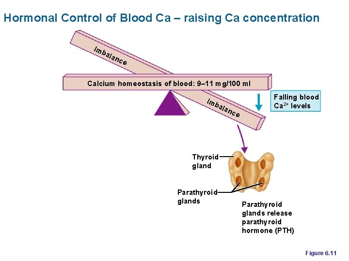 Hormonal Control of Blood Ca – raising Ca concentration Imb ala n ce Calcium