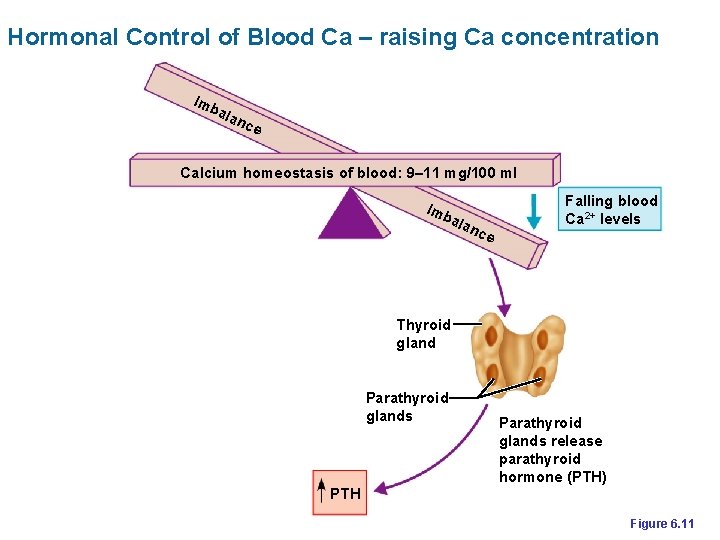 Hormonal Control of Blood Ca – raising Ca concentration Imb ala n ce Calcium