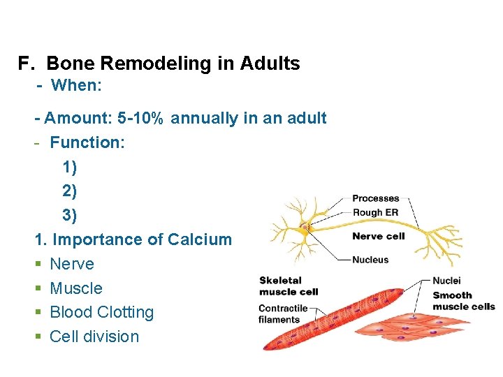 F. Bone Remodeling in Adults - When: - Amount: 5 -10% annually in an
