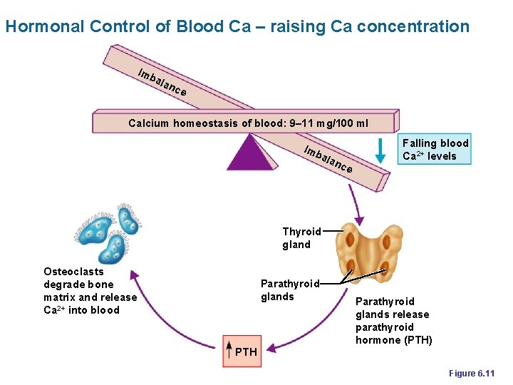 Hormonal Control of Blood Ca – raising Ca concentration Imb ala n ce Calcium
