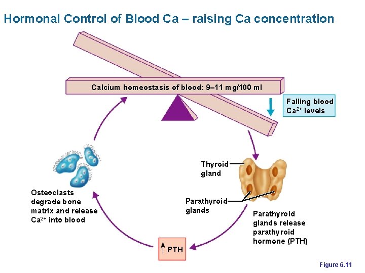 Hormonal Control of Blood Ca – raising Ca concentration Calcium homeostasis of blood: 9–