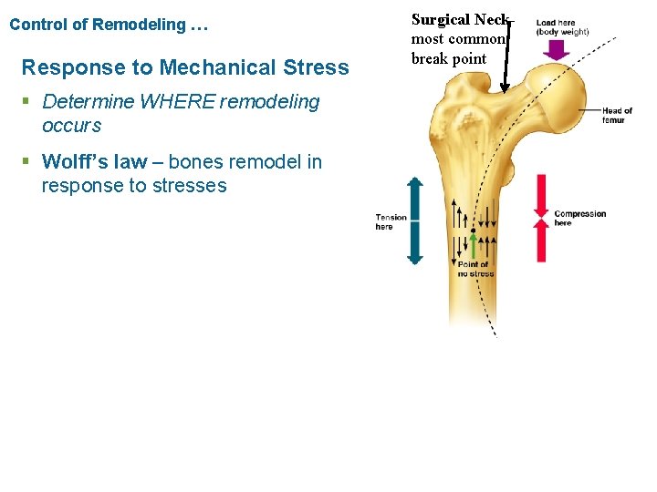 Control of Remodeling … Response to Mechanical Stress § Determine WHERE remodeling occurs §
