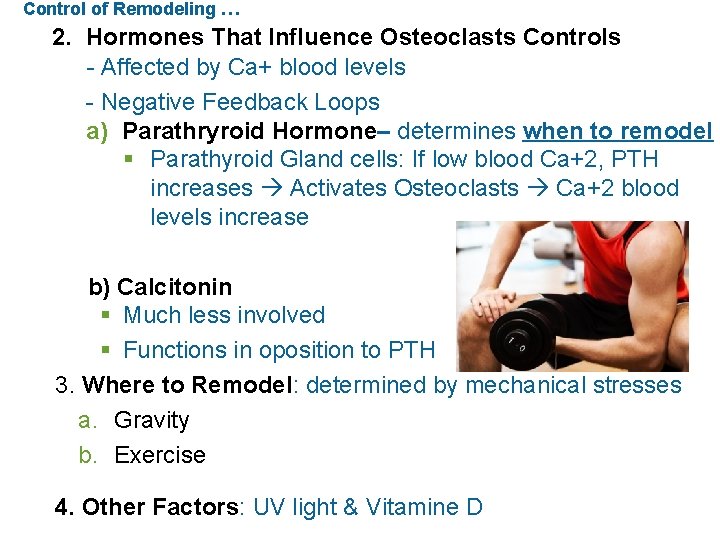 Control of Remodeling … 2. Hormones That Influence Osteoclasts Controls - Affected by Ca+