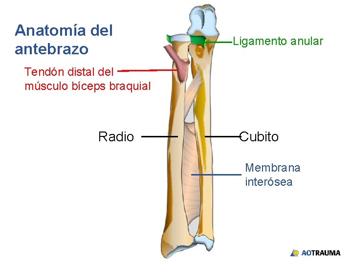 Anatomía del antebrazo Ligamento anular Tendón distal del músculo bíceps braquial Radio Cubito Membrana