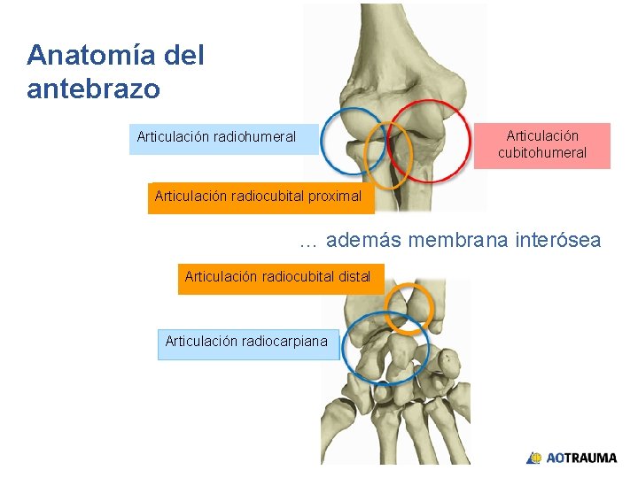 Anatomía del antebrazo Articulación cubitohumeral Articulación radiocubital proximal … además membrana interósea Articulación radiocubital