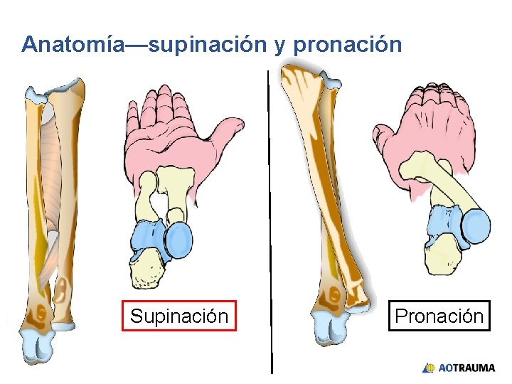Anatomía—supinación y pronación Supinación Pronación 