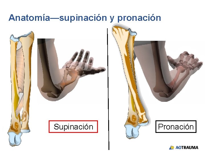Anatomía—supinación y pronación Supinación Pronación 
