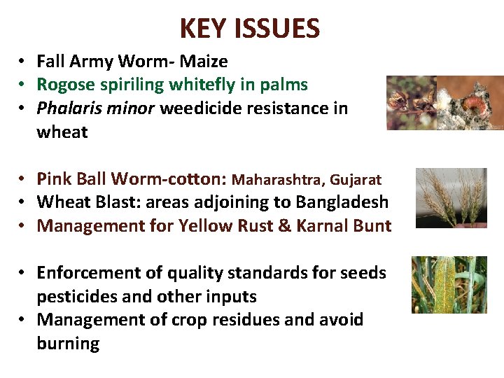KEY ISSUES • Fall Army Worm- Maize • Rogose spiriling whitefly in palms •