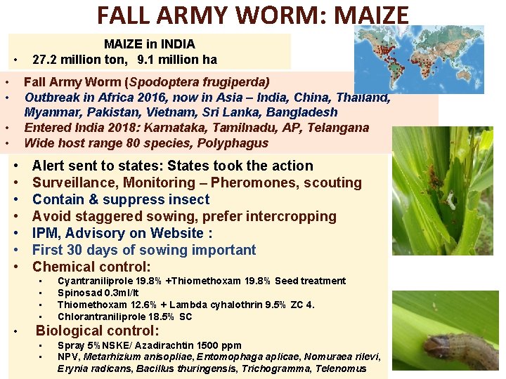 FALL ARMY WORM: MAIZE • • • MAIZE in INDIA 27. 2 million ton,