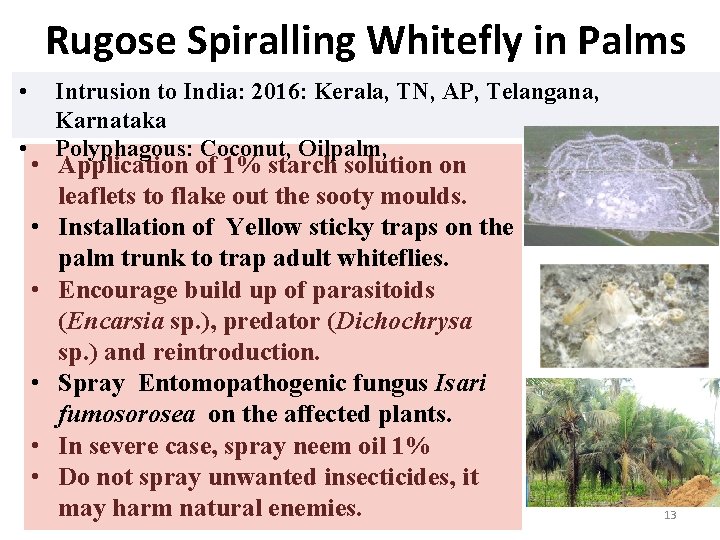 Rugose Spiralling Whitefly in Palms • • Intrusion to India: 2016: Kerala, TN, AP,