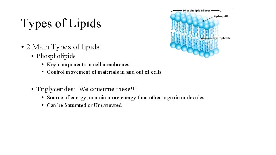 Types of Lipids • 2 Main Types of lipids: • Phospholipids • Key components