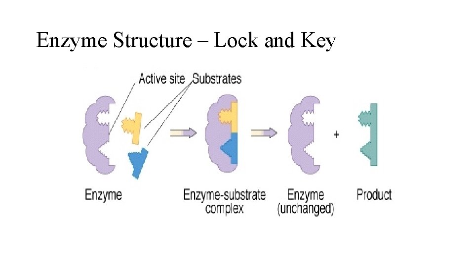Enzyme Structure – Lock and Key Enzyme Structure – Lock and Key