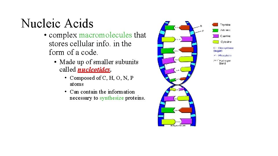 Nucleic Acids • complex macromolecules that stores cellular info. in the form of a