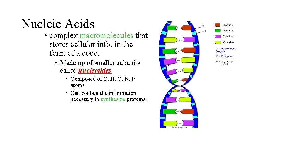 Nucleic Acids • complex macromolecules that stores cellular info. in the form of a Nucleic Acids • complex macromolecules that stores cellular info. in the form of a