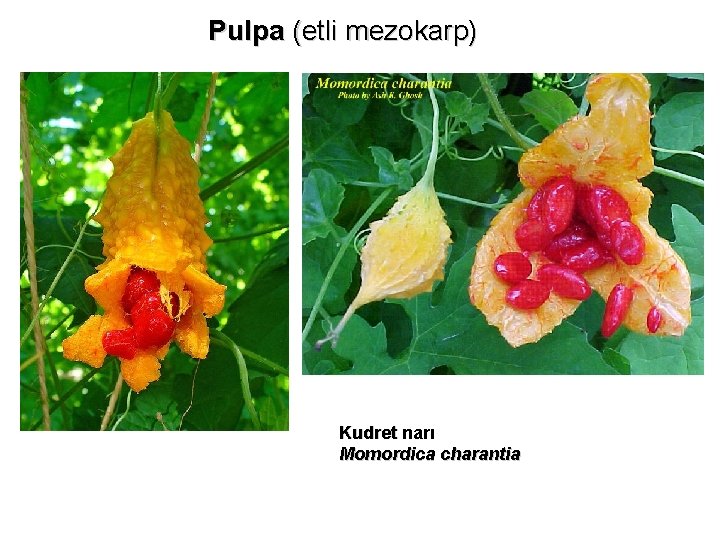 Pulpa (etli mezokarp) Kudret narı Momordica charantia 