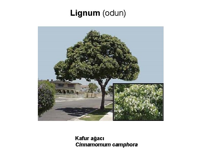 Lignum (odun) Kafur ağacı Cinnamomum camphora 