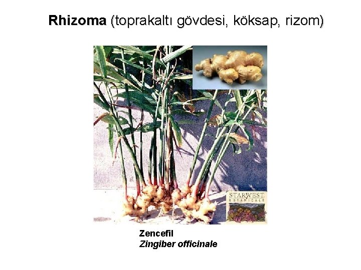 Rhizoma (toprakaltı gövdesi, köksap, rizom) Zencefil Zingiber officinale 