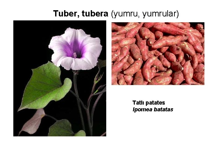 Tuber, tubera (yumru, yumrular) Tatlı patates Ipomea batatas 