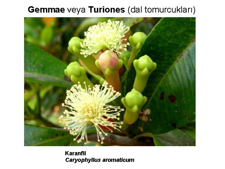 Gemmae veya Turiones (dal tomurcukları) Karanfil Caryophyllus aromaticum 