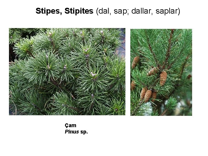 Stipes, Stipites (dal, sap; dallar, saplar) Çam Pinus sp. 