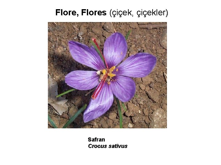 Flore, Flores (çiçek, çiçekler) Safran Crocus sativus 