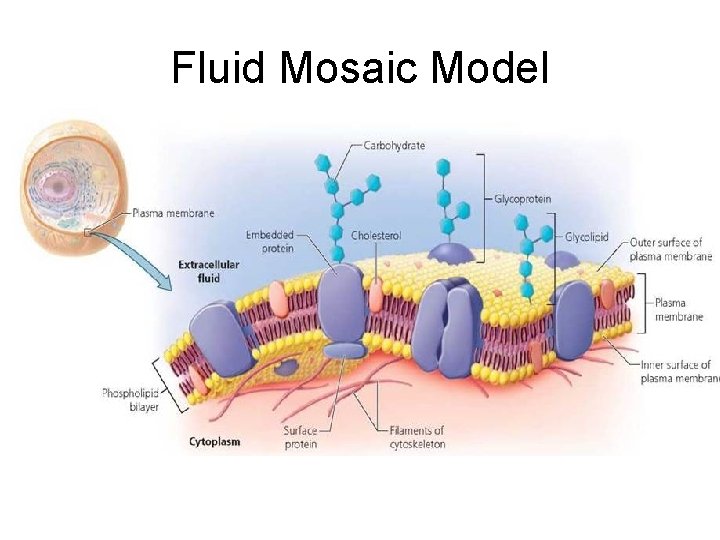 Fluid Mosaic Model 