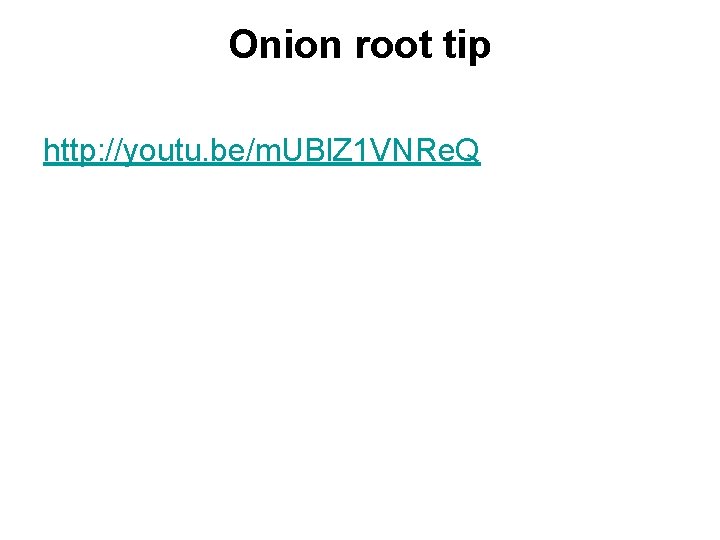 Onion root tip http: //youtu. be/m. UBl. Z 1 VNRe. Q 