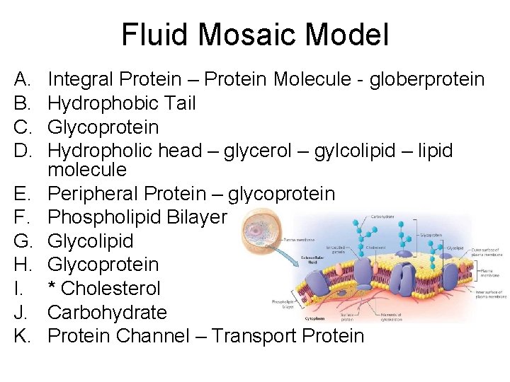 Fluid Mosaic Model A. B. C. D. E. F. G. H. I. J. K.