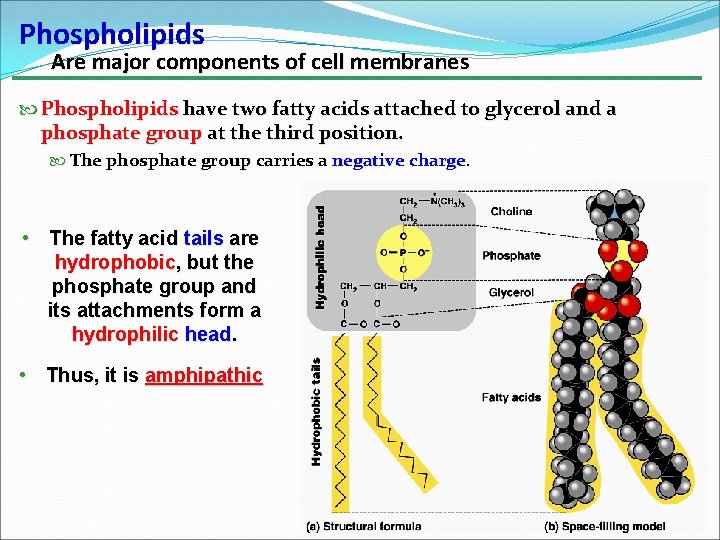 Phospholipids Are major components of cell membranes Phospholipids have two fatty acids attached to