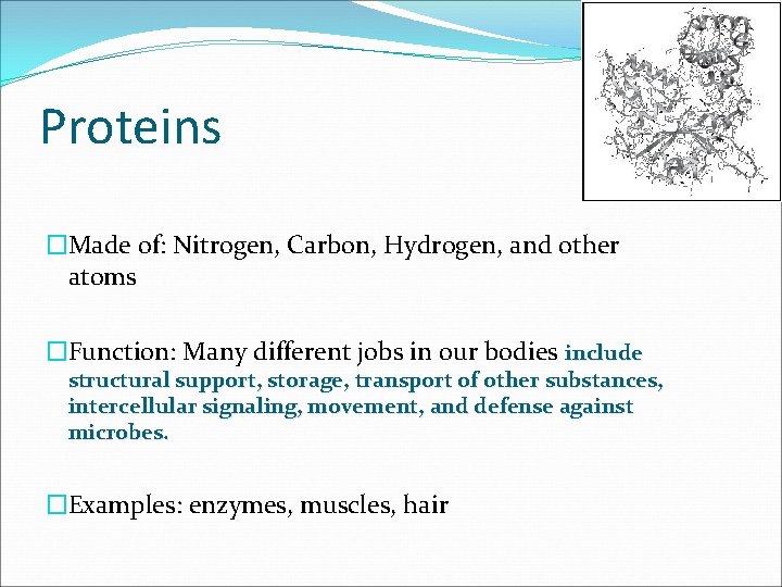 Proteins �Made of: Nitrogen, Carbon, Hydrogen, and other atoms �Function: Many different jobs in