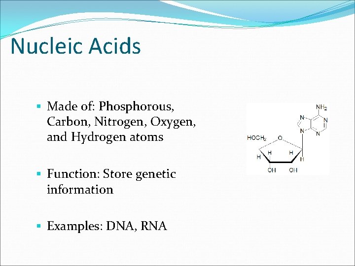 Nucleic Acids § Made of: Phosphorous, Carbon, Nitrogen, Oxygen, and Hydrogen atoms § Function: