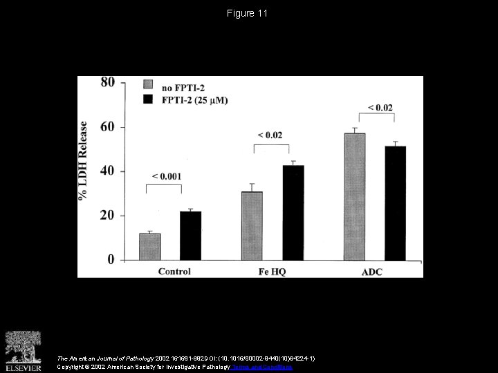 Figure 11 The American Journal of Pathology 2002 161681 -692 DOI: (10. 1016/S 0002