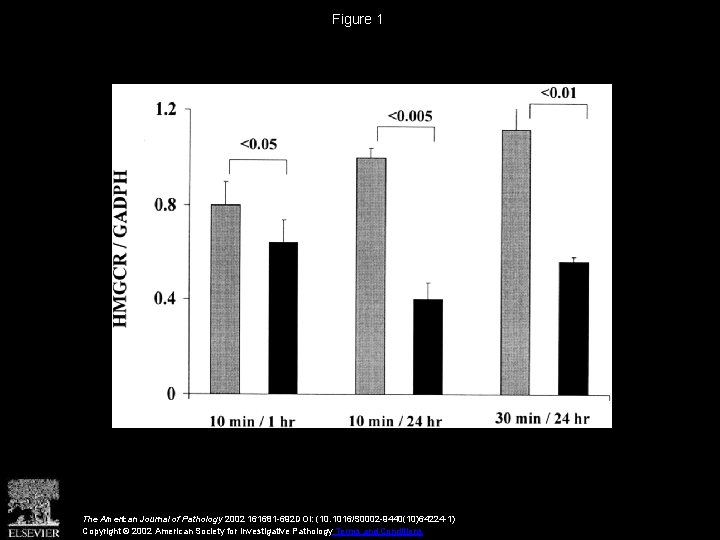 Figure 1 The American Journal of Pathology 2002 161681 -692 DOI: (10. 1016/S 0002