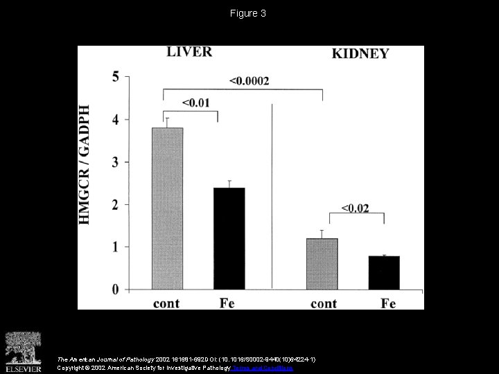 Figure 3 The American Journal of Pathology 2002 161681 -692 DOI: (10. 1016/S 0002