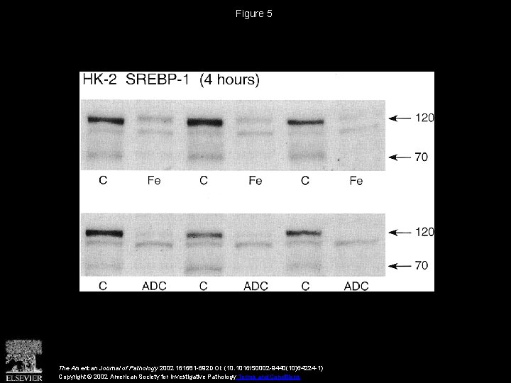 Figure 5 The American Journal of Pathology 2002 161681 -692 DOI: (10. 1016/S 0002