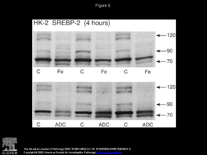 Figure 6 The American Journal of Pathology 2002 161681 -692 DOI: (10. 1016/S 0002