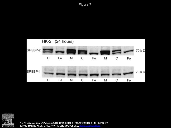 Figure 7 The American Journal of Pathology 2002 161681 -692 DOI: (10. 1016/S 0002