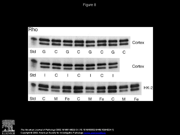 Figure 8 The American Journal of Pathology 2002 161681 -692 DOI: (10. 1016/S 0002