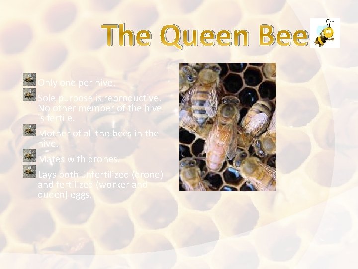The Queen Bee Only one per hive. Sole purpose is reproductive. No other member