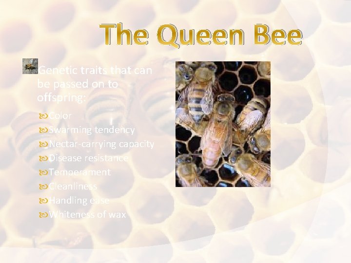 The Queen Bee Genetic traits that can be passed on to offspring: Color Swarming