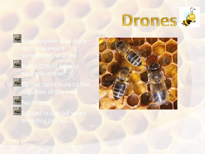 Drones Sole purpose is to mate with a queen, a sometimes fatal act. Up