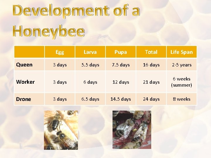 Development of a Honeybee Egg Larva Pupa Total Life Span Queen 3 days 5.