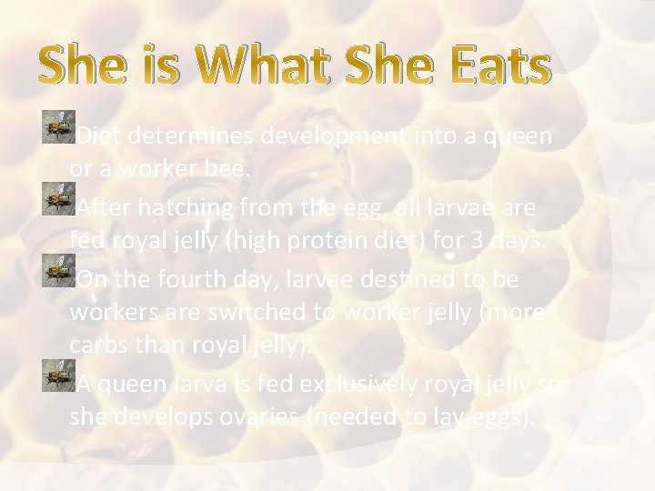 She is What She Eats Diet determines development into a queen or a worker