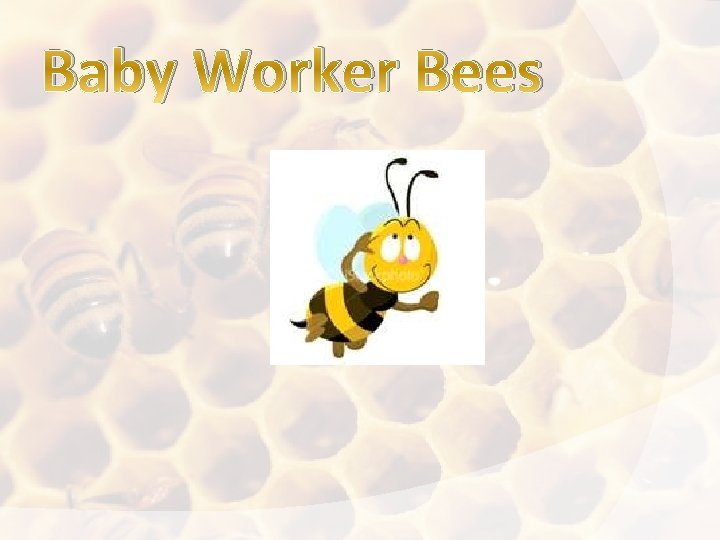 Baby Worker Bees 