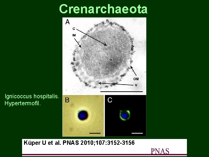 Crenarchaeota Ignicoccus hospitalis. Hypertermofil. Küper U et al. PNAS 2010; 107: 3152 -3156 